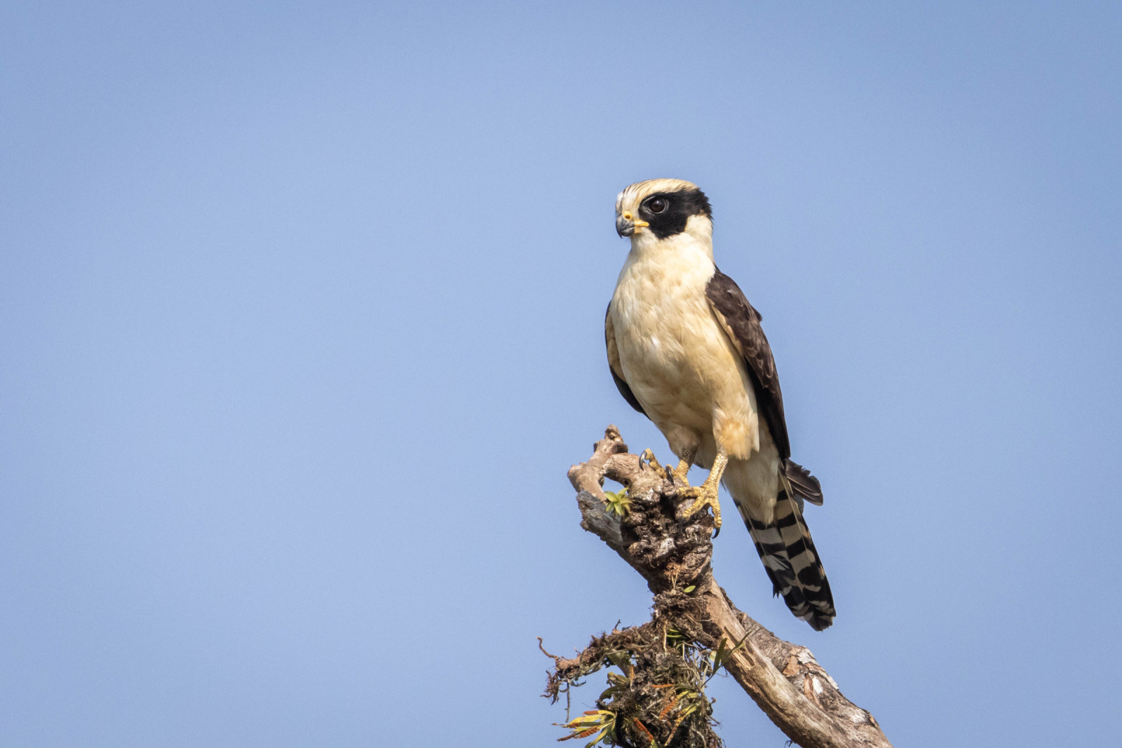 image Laughing Falcon